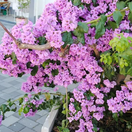 Micic 아파트 자다르